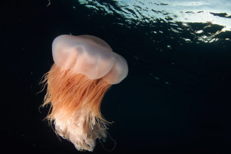 Photo Scuba Diving