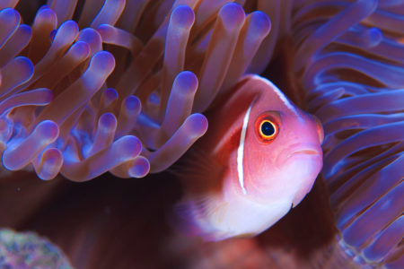 Photo Scuba Diving