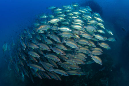 Photo Scuba Diving