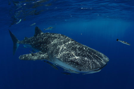 Photo Scuba Diving