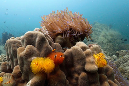 Photo Scuba Diving