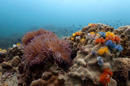 Photo Scuba Diving