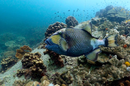 Photo Scuba Diving