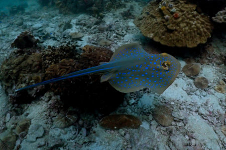 Photo Scuba Diving