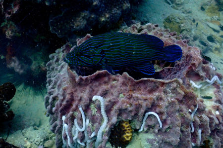 Photo Scuba Diving