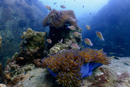 Photo Scuba Diving