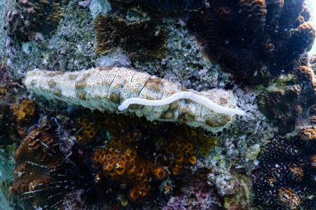 Photo Scuba Diving