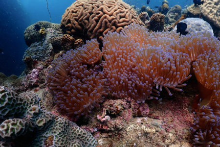 Photo Scuba Diving