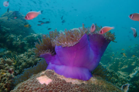 Photo Scuba Diving